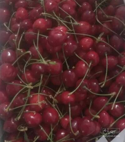 فروش گیلاس