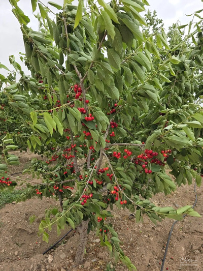فروش گیلاس
