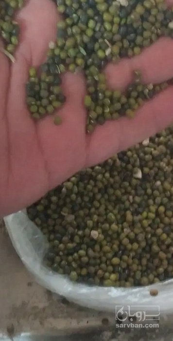 فروش ماشک