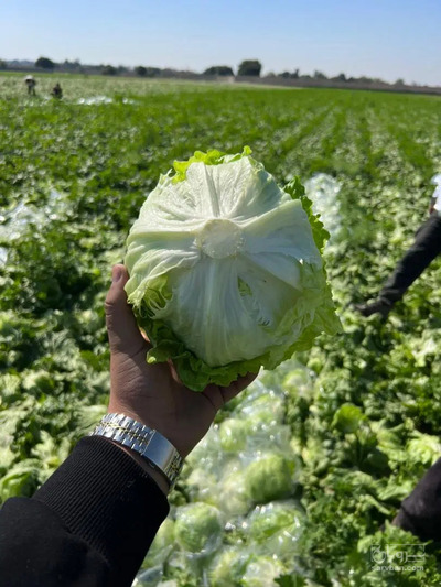 فروش کاهو ایسبرگ - آیسبرگ