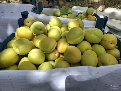 فروش زردآلو
