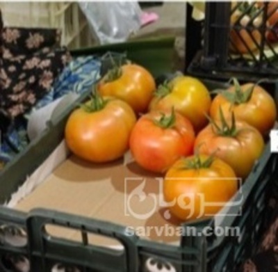 فروش گوجه فرنگی