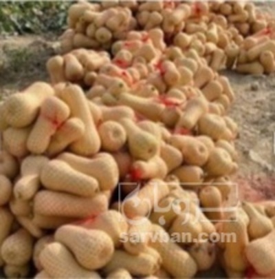 فروش کدو