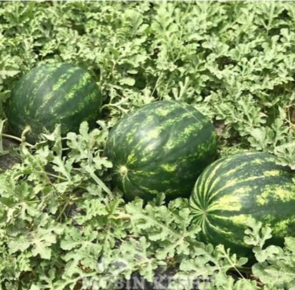 فروش هندوانه