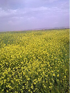 فروش کلزا