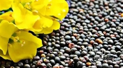 فروش کلزا