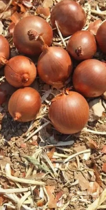 فروش پیاز