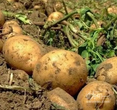 فروش سیب زمینی