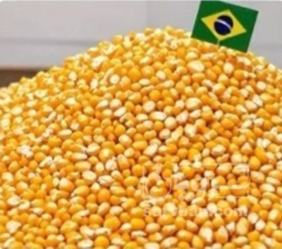 فروش ذرت