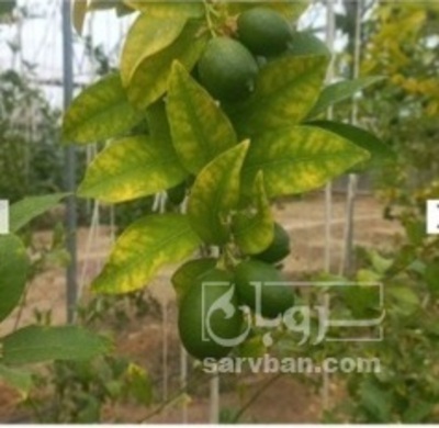 فروش لایمکوات