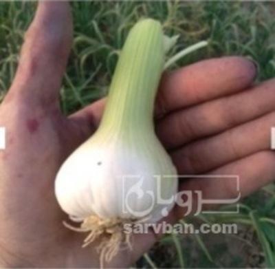 فروش سیر