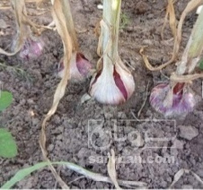 فروش سیر