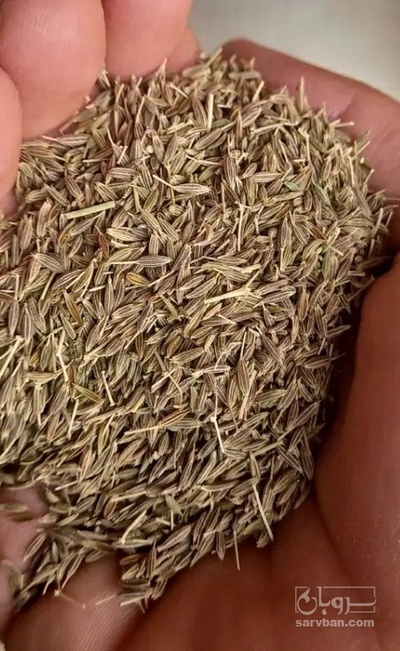 فروش زیره (گیاه‌ دارویی)