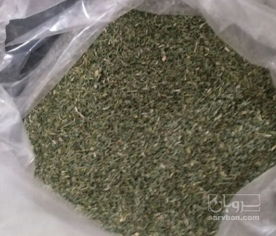 فروش نعناع خشک (گیاه‌ دارویی)