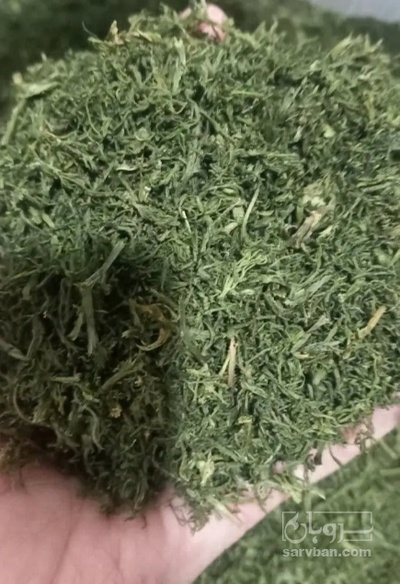 فروش شوید خشک (گیاه‌ دارویی)