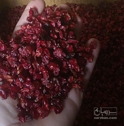 فروش زرشک