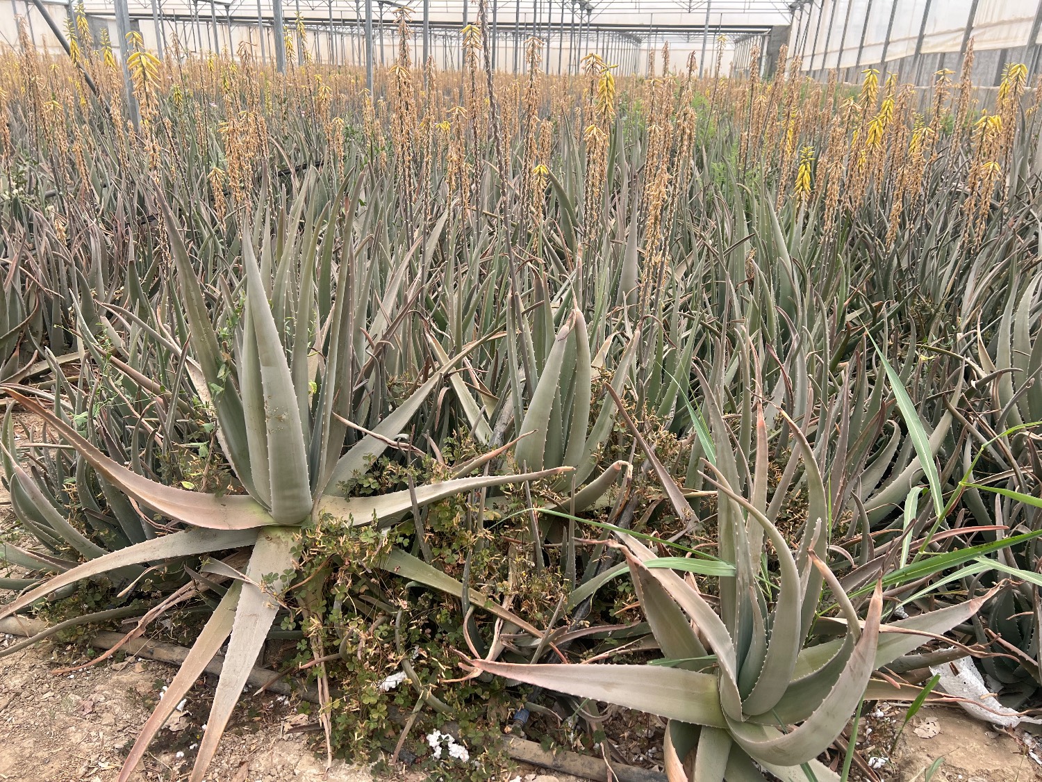 فروش آلوئه ورا (گیاه‌ دارویی)