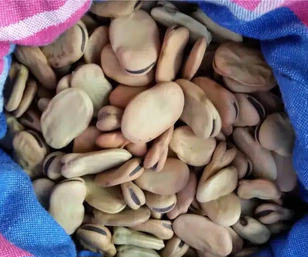 فروش باقلاخشک