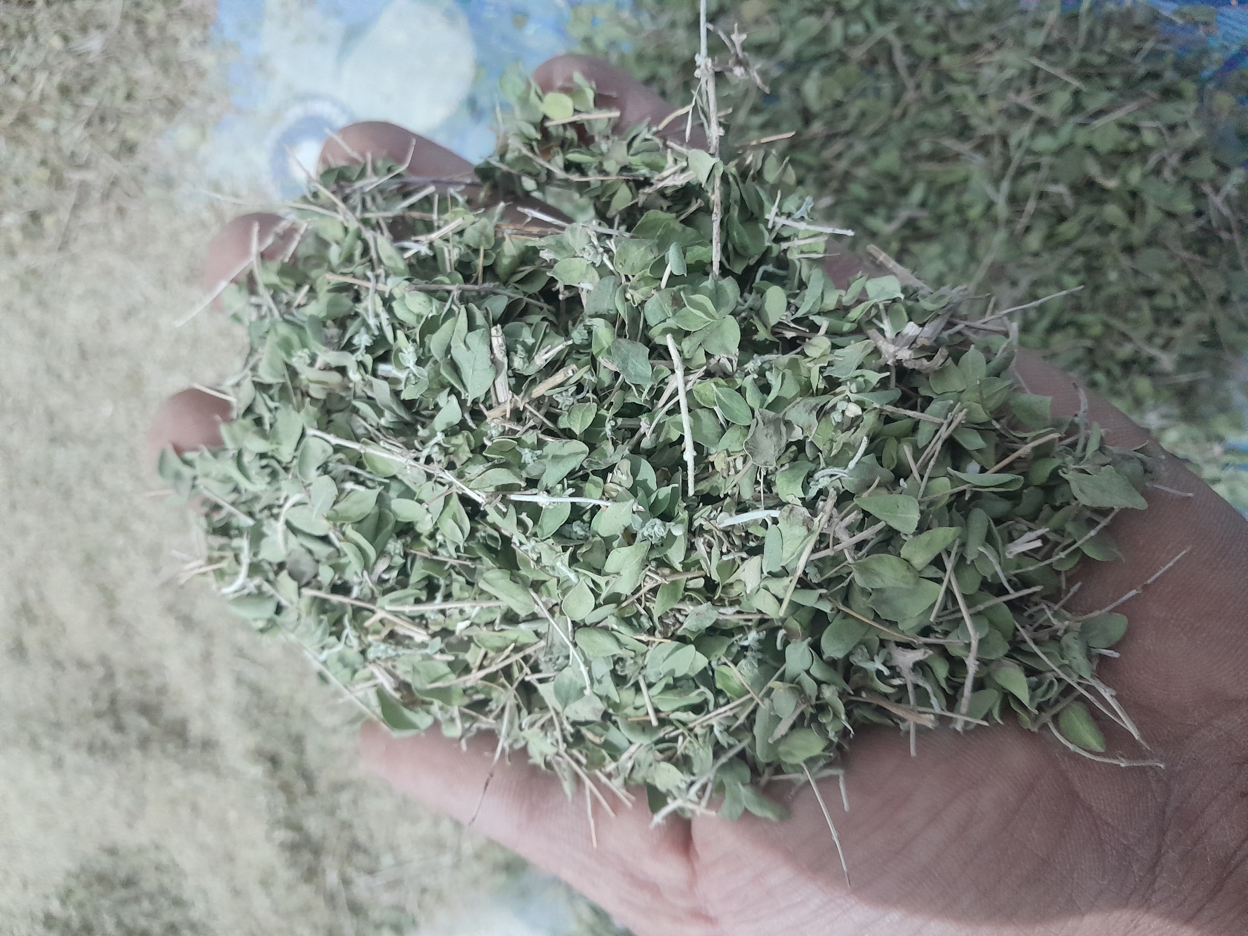 فروش آویشن خشک (گیاه‌ دارویی)