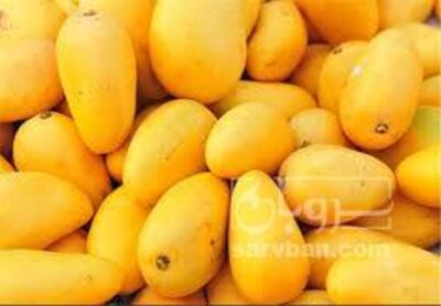 فروش انبه