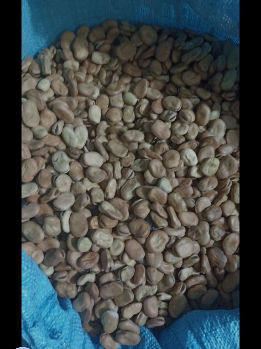 فروش باقلا خشک