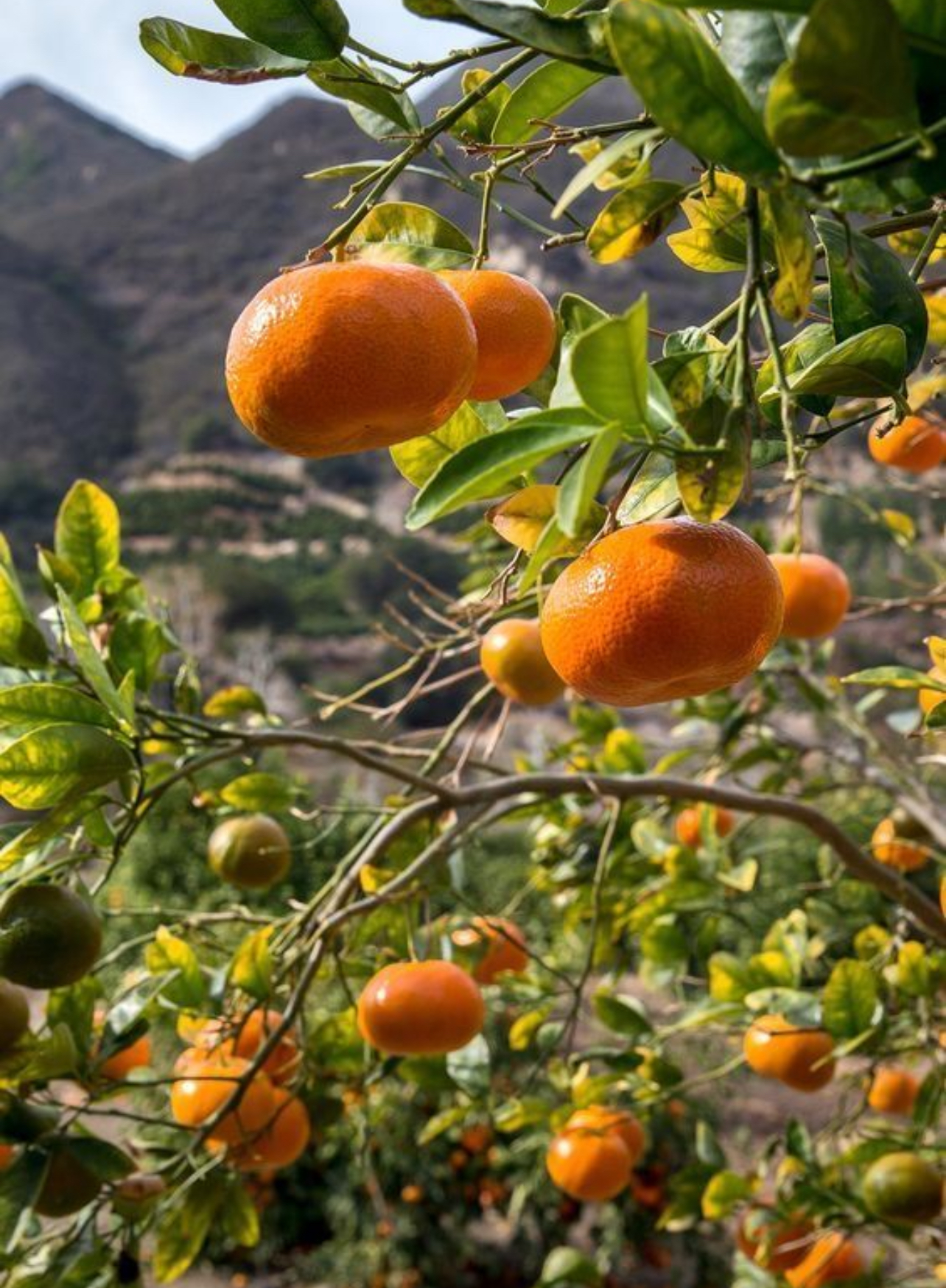 فروش نارنگی انشو