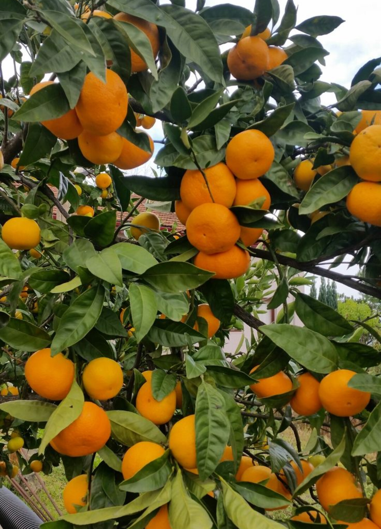 فروش نارنگی پیچ