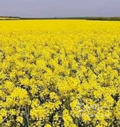 فروش کلزا