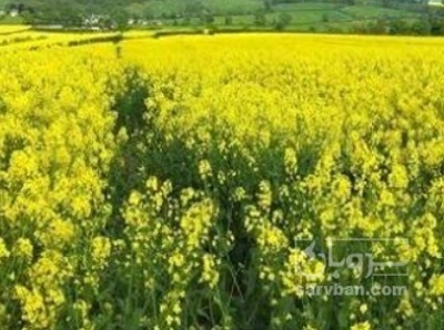 فروش کلزا