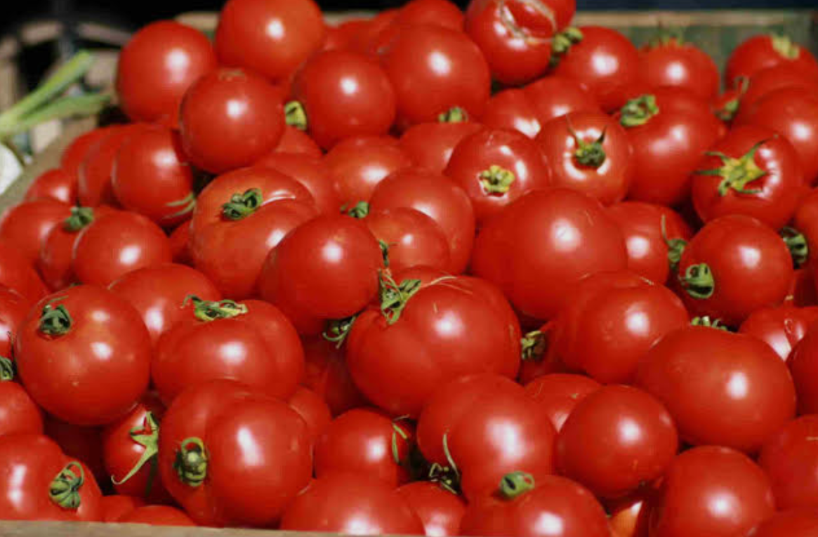 فروش گوجه فرنگی