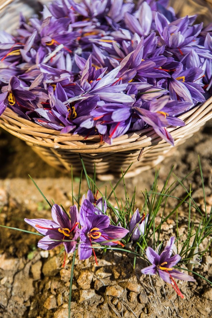 فروش زعفران (گیاه‌ دارویی)