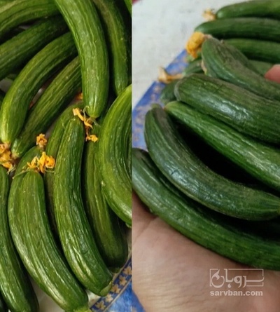 فروش خیار