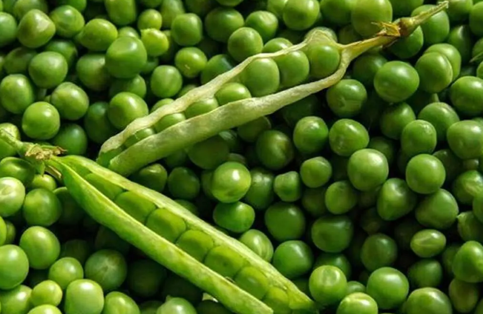 فروش لوبیا سبز