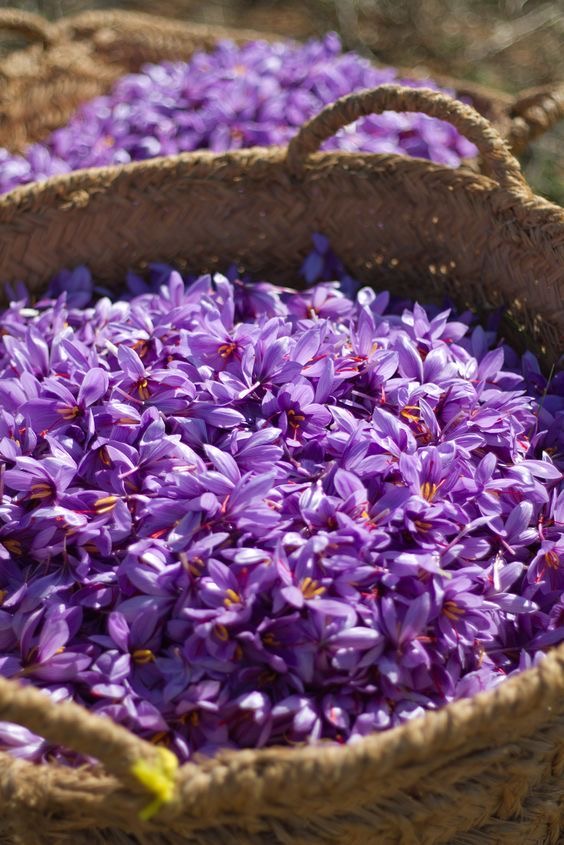 فروش زعفران (گیاه‌ دارویی)
