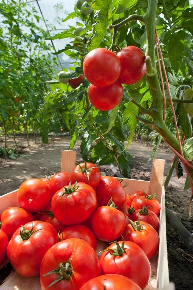 فروش گوجه فرنگی