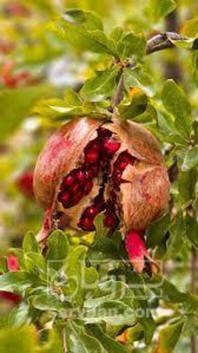 فروش انار