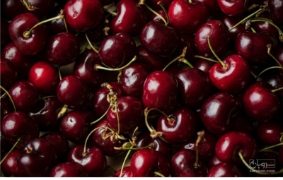 فروش گیلاس
