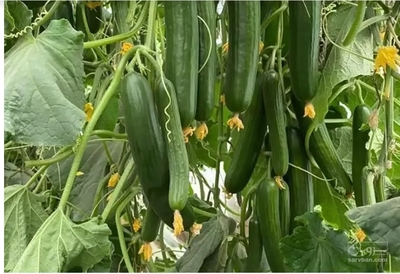 فروش خیار گلخانه ای