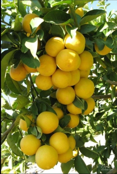 فروش لیمو شیرین