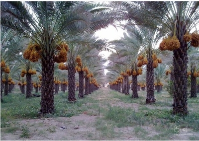 فروش خرما کلوته
