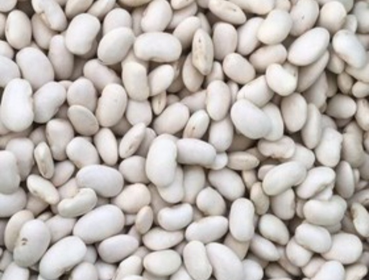 فروش لوبیا سفید