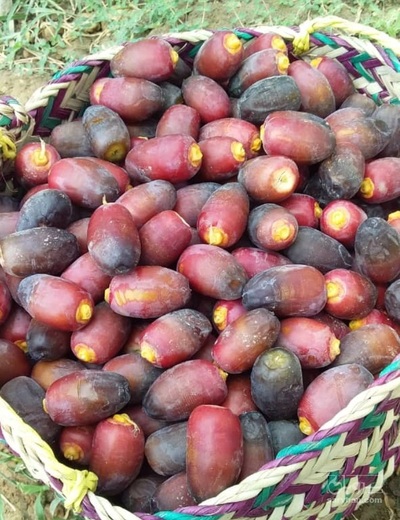 فروش  رطب و خرما خنیضی