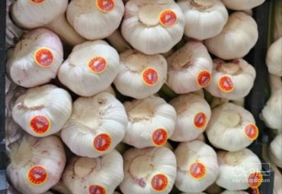فروش سیر