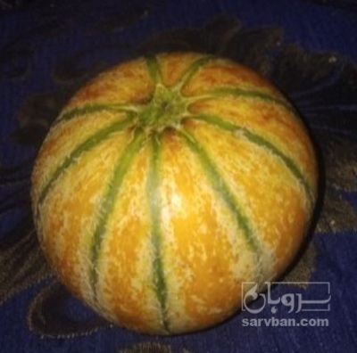 فروش خربزه