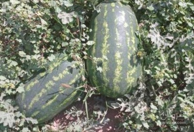 فروش هندوانه