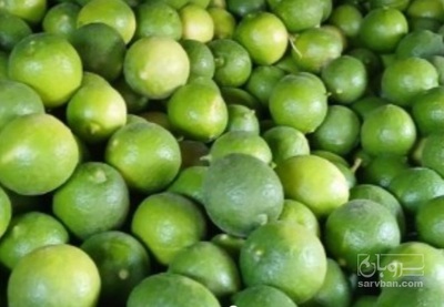 فروش لیمو ترش
