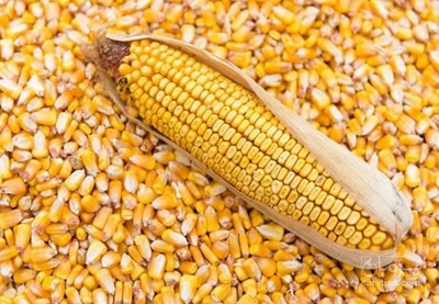 فروش ذرت