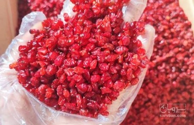 فروش زرشک