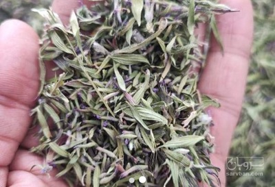 فروش کاکوتی (گیاه‌ دارویی)