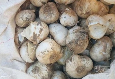 فروش موسیر